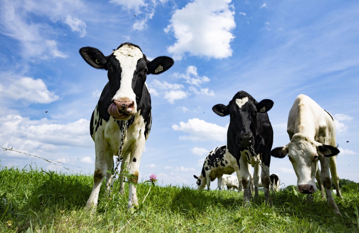 Dairy cows graze outdoors in Saint-Pie, Que., on July 11, 2025. (The Canadian Press/Christinne Muschi)