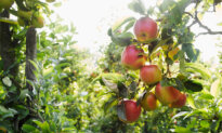 Notes From Owl Hill: New Seeds Sprout in a Family Orchard Story
