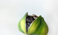 Amaryllis Seeds and Flooded Vegetable Gardens