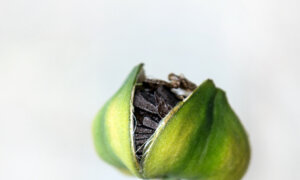 Amaryllis Seeds and Flooded Vegetable Gardens