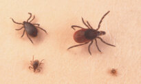 CDC Issues Warning on Tick Bites, Lyme Disease