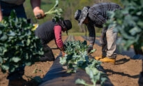 Farmers Call for Emergency Relief, Adoption of Key Bills to Stem Soaring Fertilizer Costs