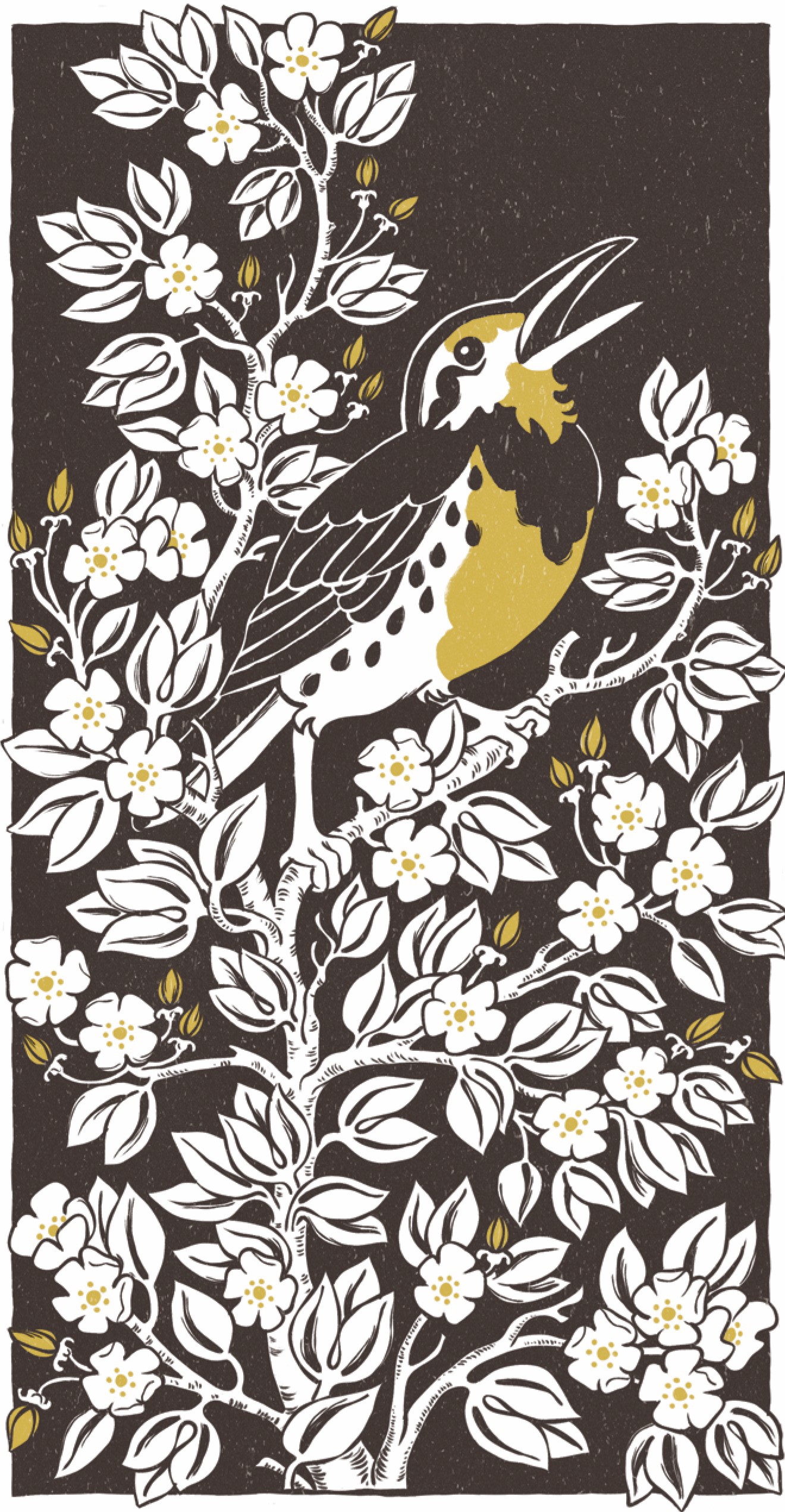 meadowlark