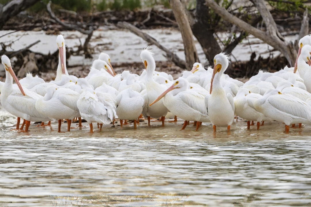 Travel to the Islands—Close to Home