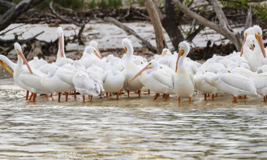 Travel to the Islands—Close to Home