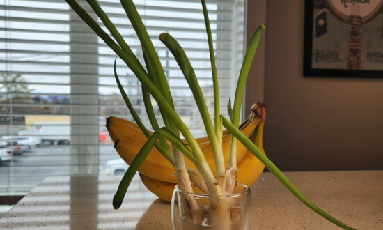 Homesteading for Nomads