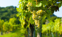 Wine and Climate