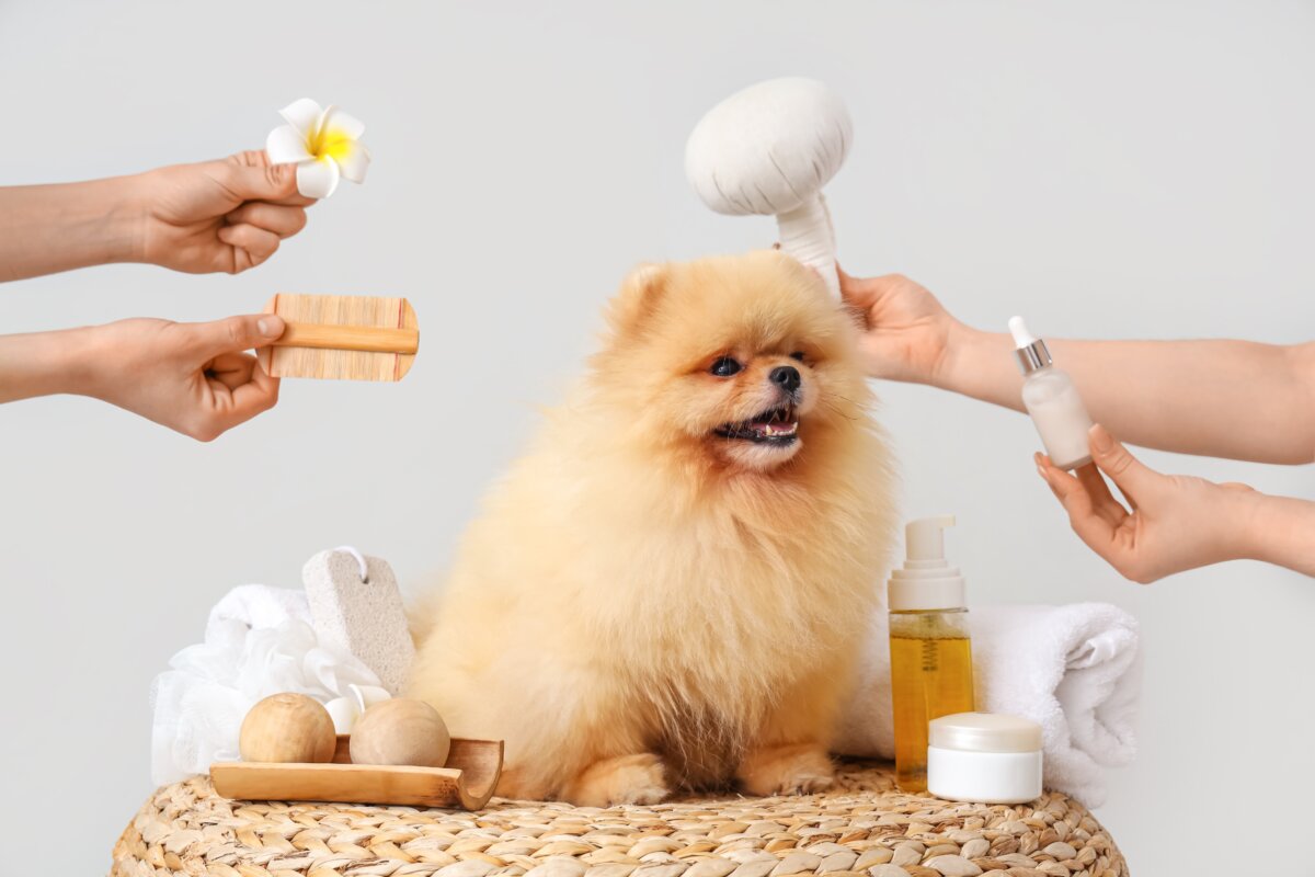 Establish a savings account just for pet care, into which you regularly deposit money. Even $10 per week will turn into $520 in one year. (Pixel-Shot/Shutterstock)
