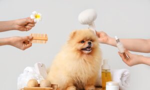 Easy Ways to Cut the High Cost of Pet Care