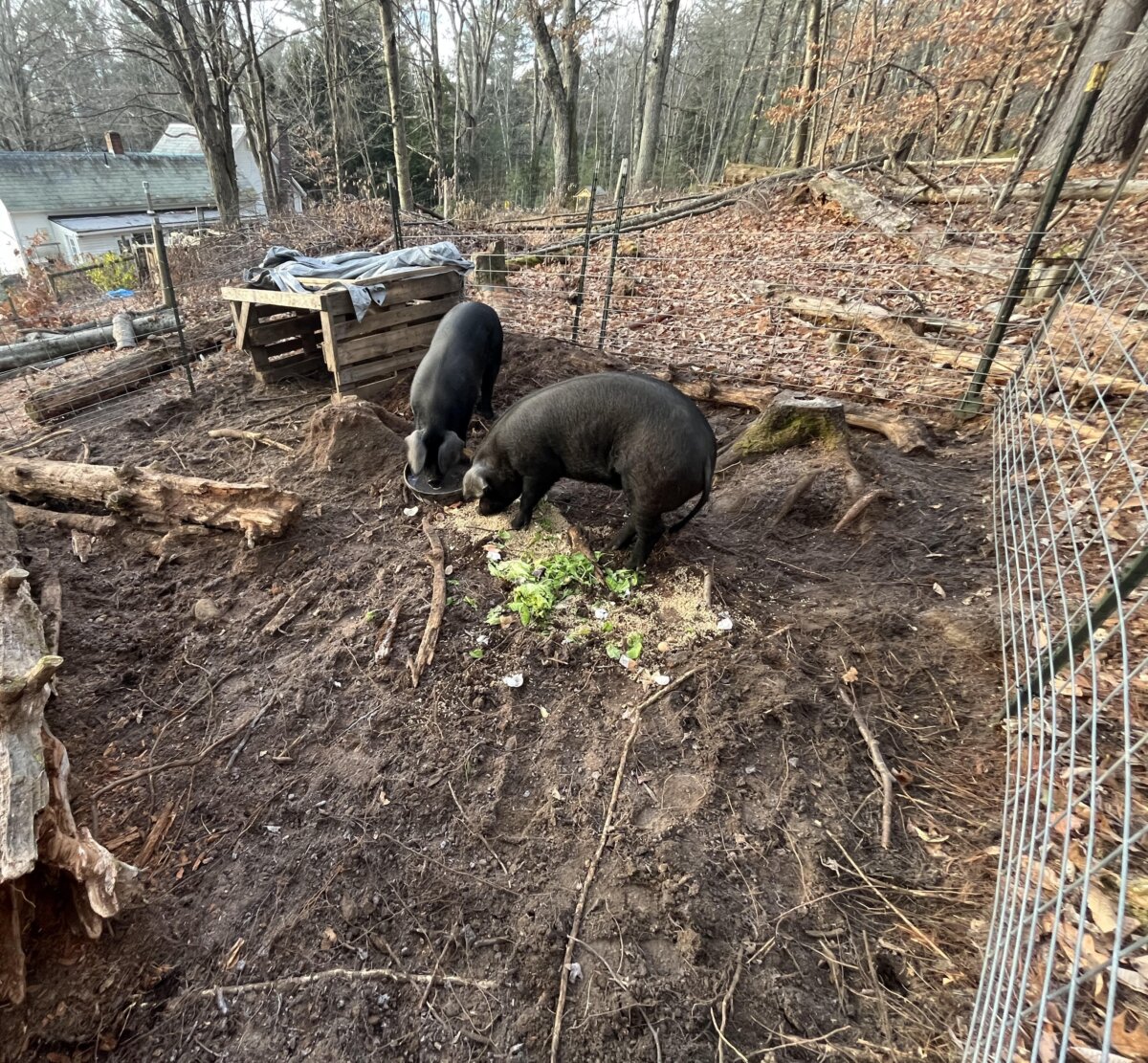 Hogs are natural rototillers, using their snouts to root and aerate soil while grazing. (Ryan Cashman)