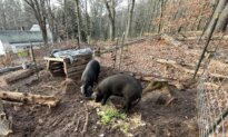 Notes From Owl Hill: Runaway Hogs and Homegrown Bacon