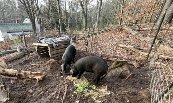 Notes From Owl Hill: Runaway Hogs and Homegrown Bacon