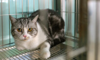 Shelter Cat Less Expensive Than ‘Free’ Cat