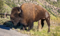 Conservationists Tried Birth Control on a California Island’s Bison. It Went Wrong.