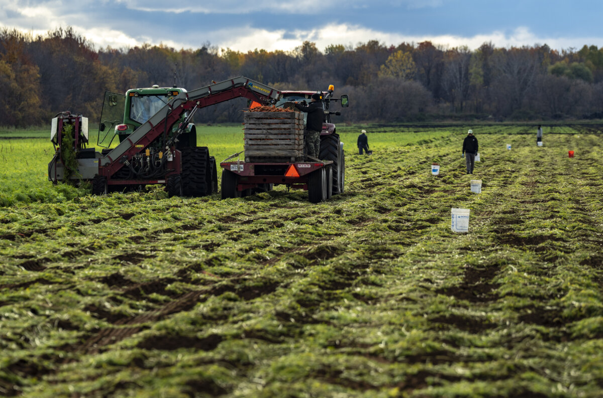 Carrots are harvested on a farm in Saint-Michel, Que., on Oct. 24, 2025. The Canadian Press/Christinne Muschi