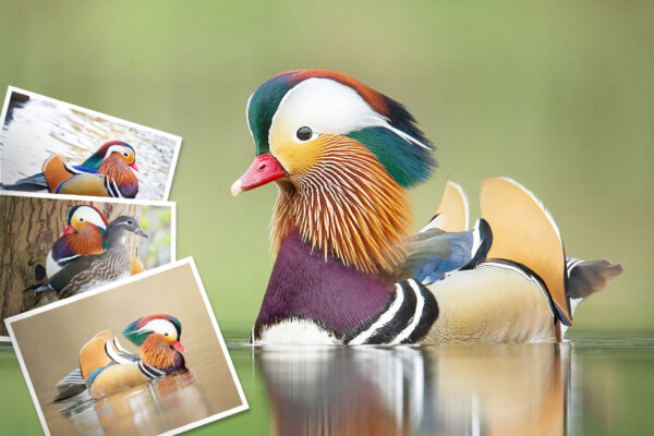 ‘World’s Most Beautiful Duck’ Sighted in Park in the Netherlands—And This Photographer Got Snapshots