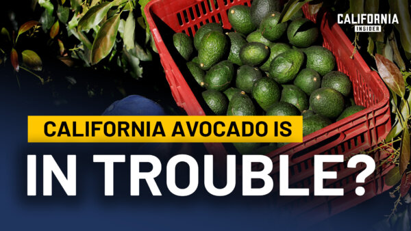 Why California Is Losing Its Avocado Industry