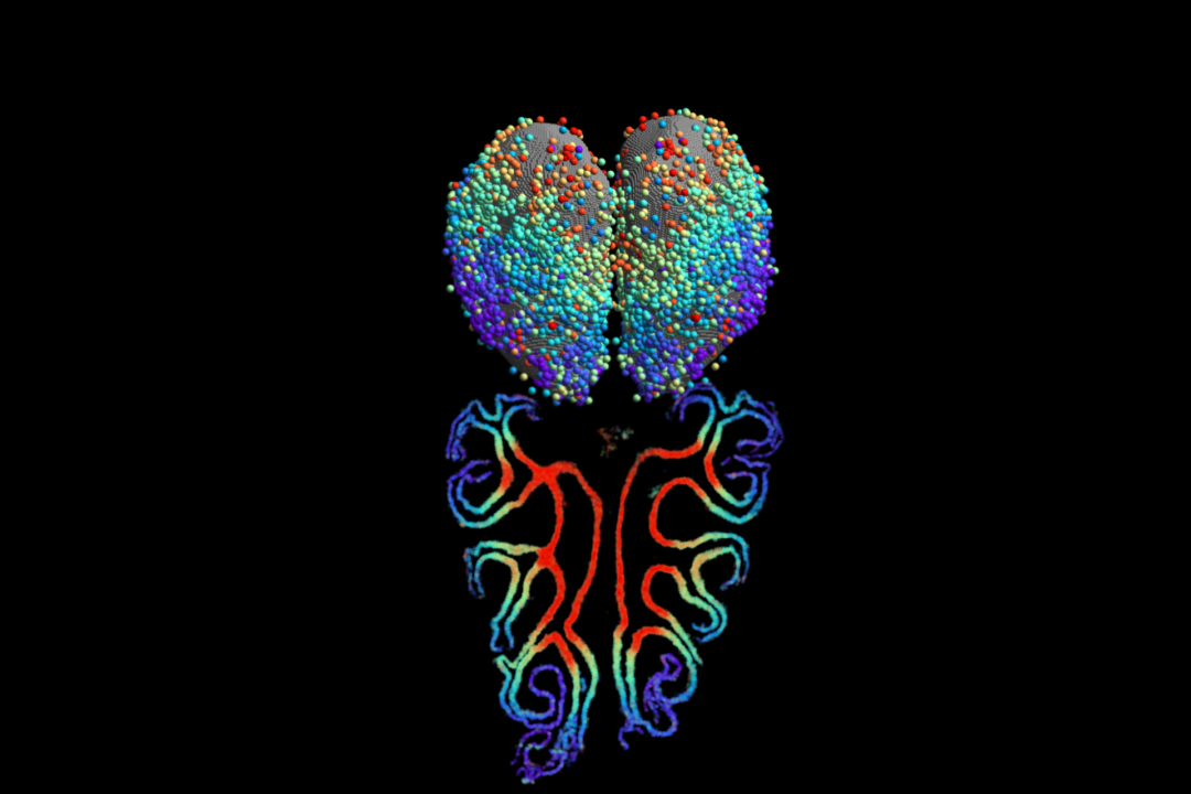 (Caption topography of odorant receptors in the olfactory epithelium and projections to the olfactory bulb identified by Multiplexed Error Robust Fluorescent In Situ Hybridization (MERFISH). Courtesy of Bogdan Bintu)
