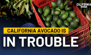 Why California Is Losing Its Avocado Industry