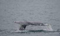 Sea-Doo Rider Hurt After Slamming Into Whale Off Vancouver, Animal’s Fate Unclear