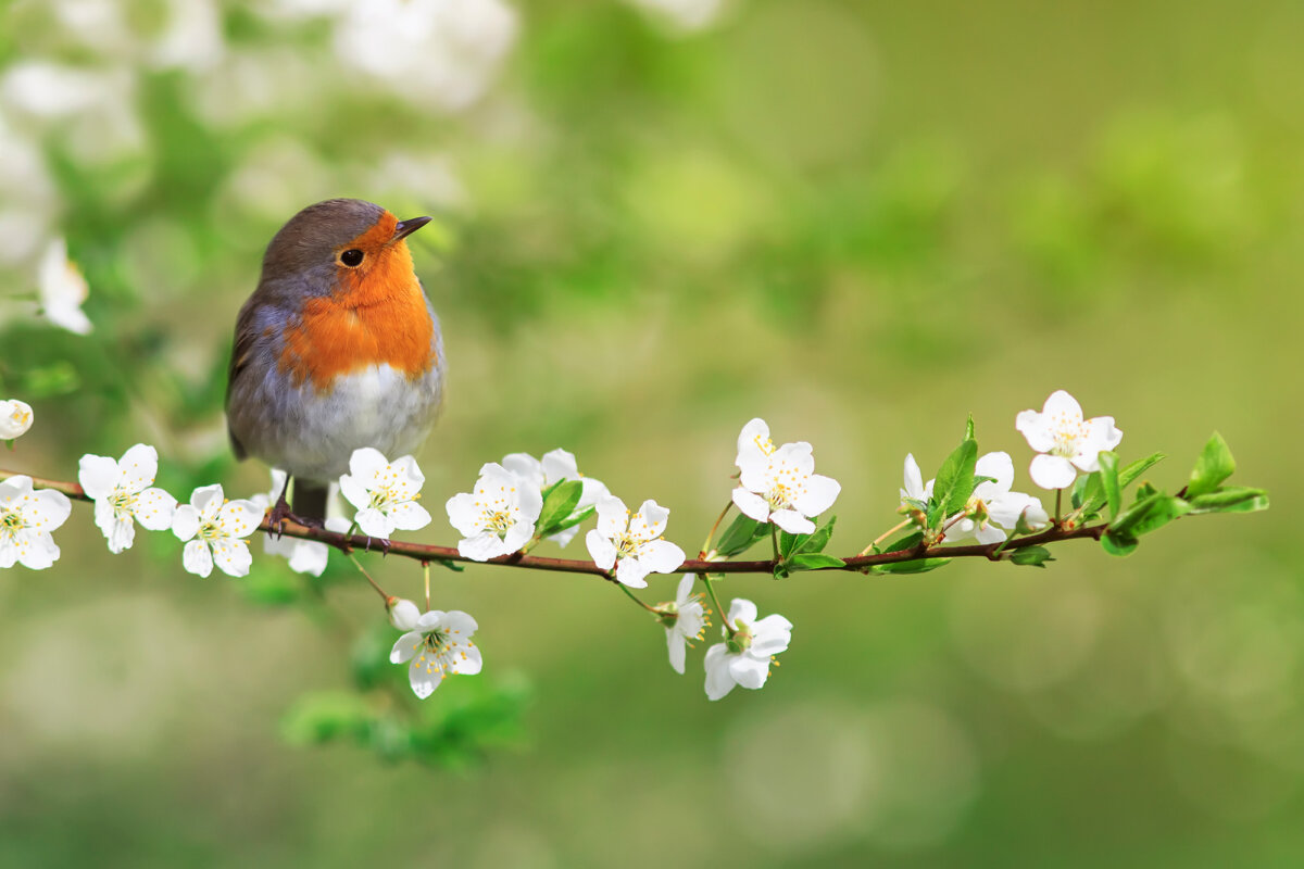 Spring invites reinvigoration and renewal. (Nataba/Getty Images)