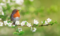 When the Robins Return: Spring and the Spirit of Renewal