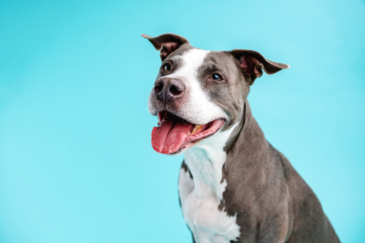 After exercise, a dog's heartbeat should be fast and steady. (Daniel Megias/Shutterstock)