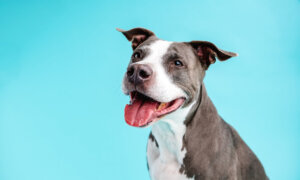 Unsteady Heartbeat May Be Normal In Dog
