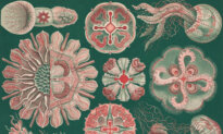 The Uncanny Natural World of Illustrator Ernst Haeckel