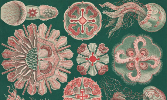 The Uncanny Natural World of Illustrator Ernst Haeckel