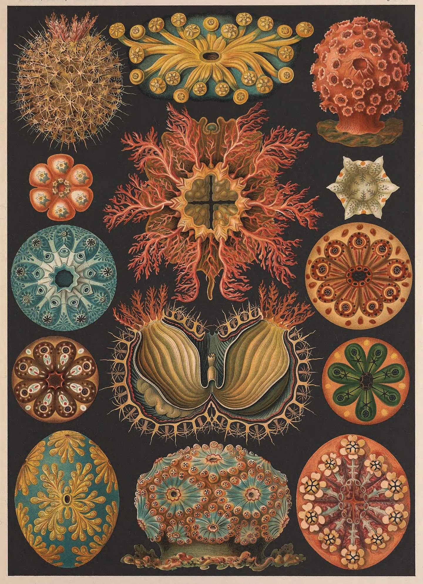 Ernst Haeckel,