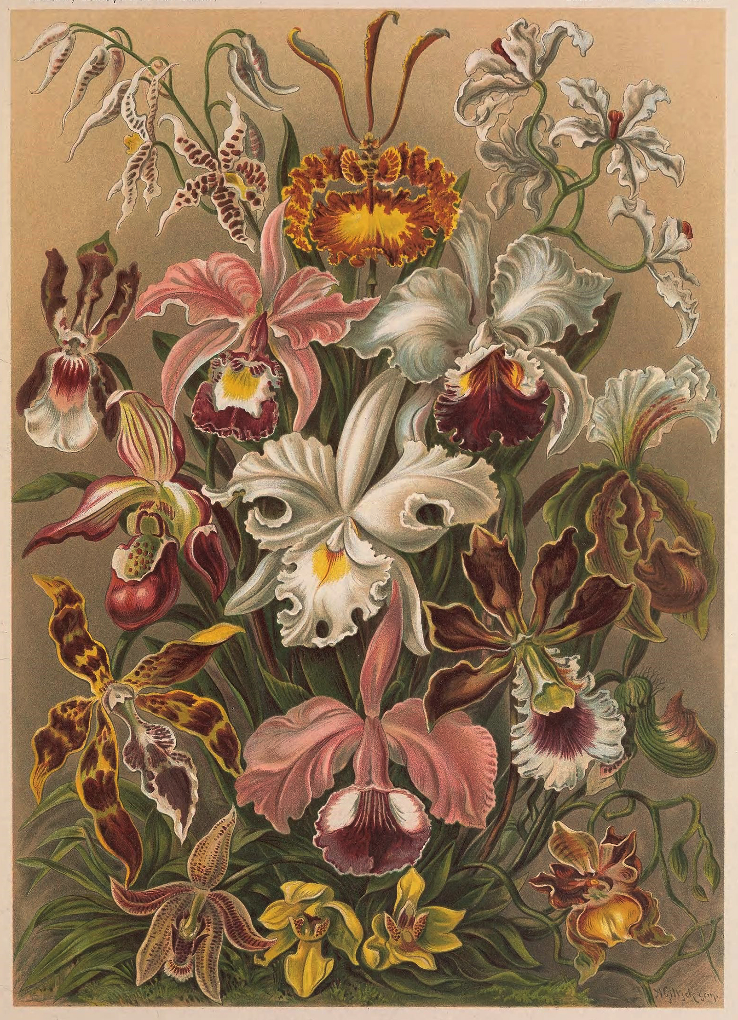 Ernst Haeckel,