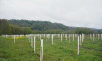 5,000 Trees Planted at Cuddebackville Preserve