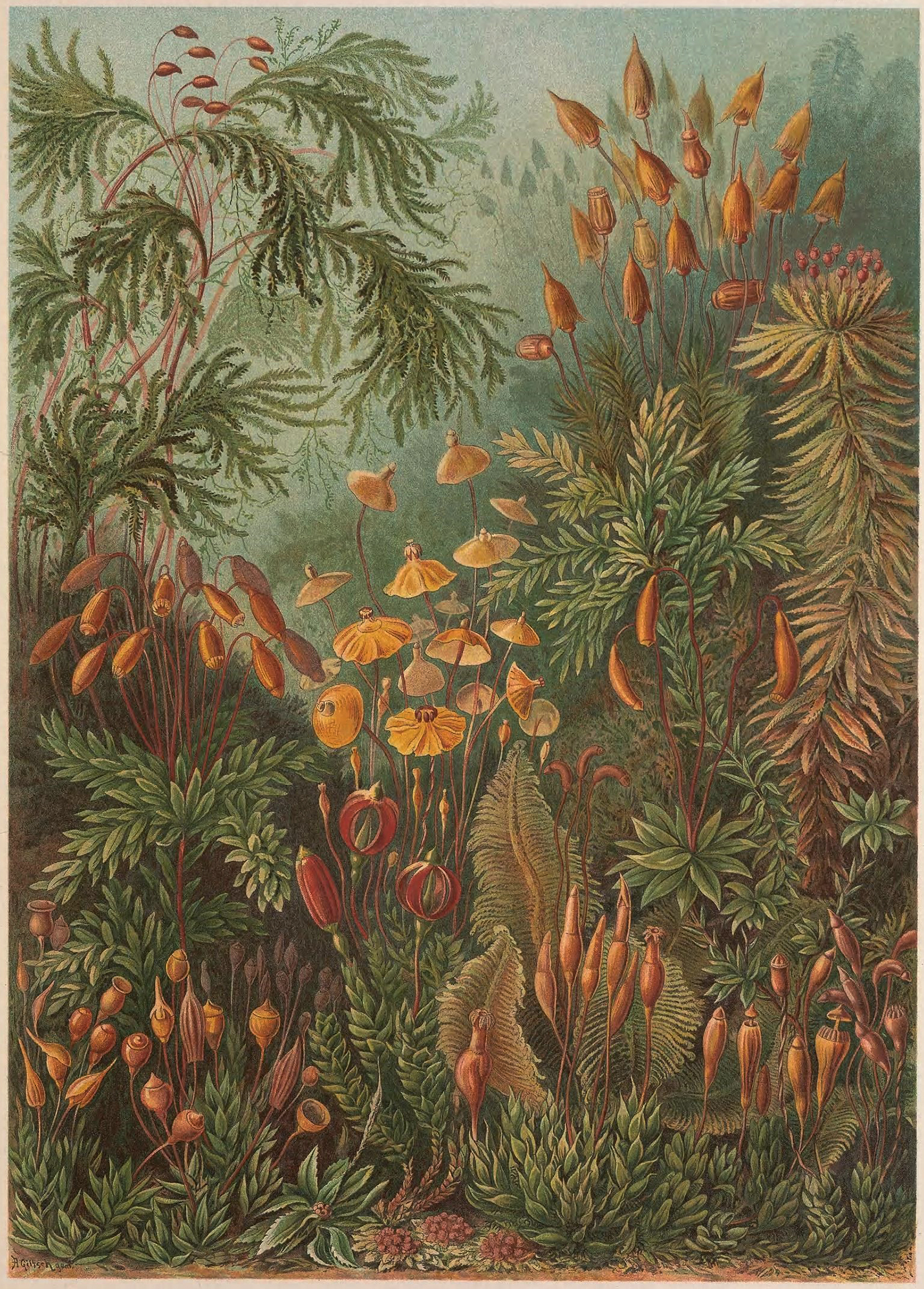Ernst Haeckel,
