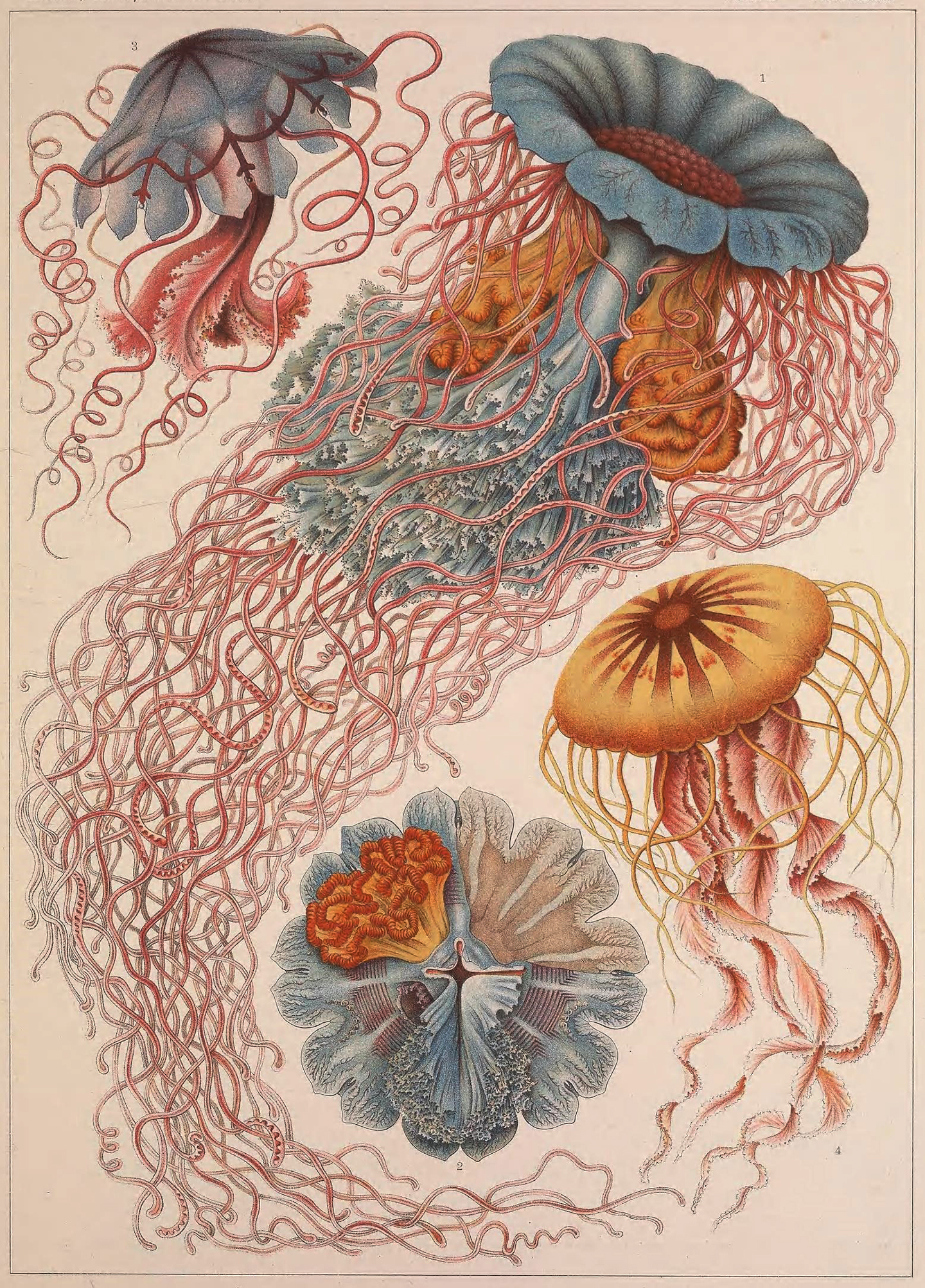 Desmonema annasethe