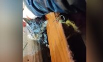A Faint Meow in the Rubble of a Mississippi Tornado Leads to a Stunning Rescue