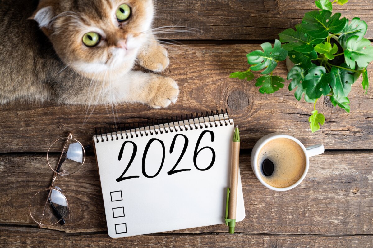 To help your mother remember routine daily pet tasks, make her a cat care calendar to hang on the refrigerator. (LanaSweet/Shutterstock)