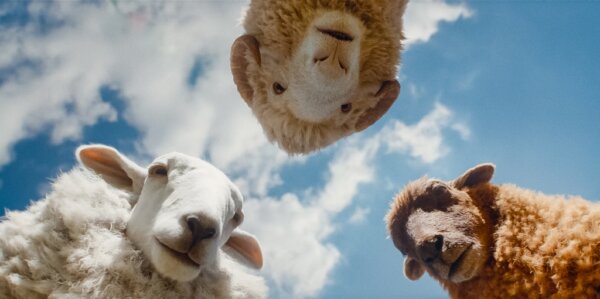‘The Sheep Detectives’: The Rare Family Movie Everyone Seems to Love