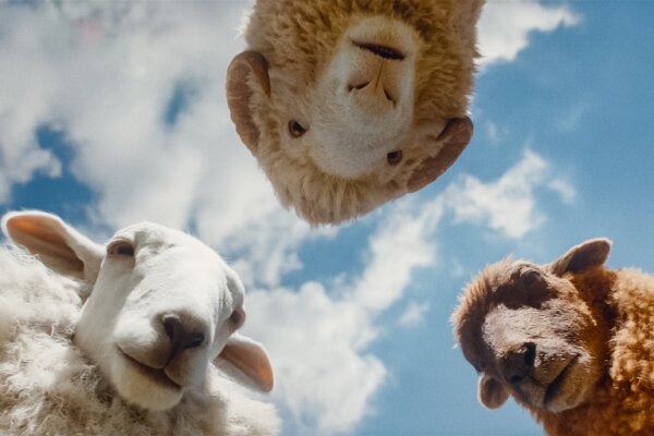 ‘The Sheep Detectives’: Movie Lightning Struck Twice on May 8, 2026