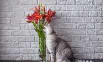 Lilies Can Kill Cats