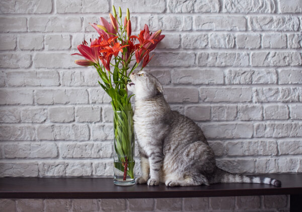 Lilies Can Kill Cats