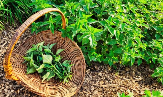 How to Forage and Use Nettles to Help Combat Seasonal Allergies