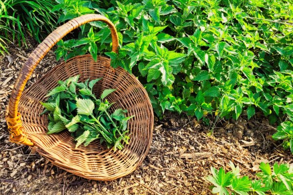Stinging Nettles for Seasonal Allergies: How to Forage and Use Them