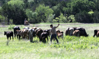 Inside the Farming Movement to Detox America