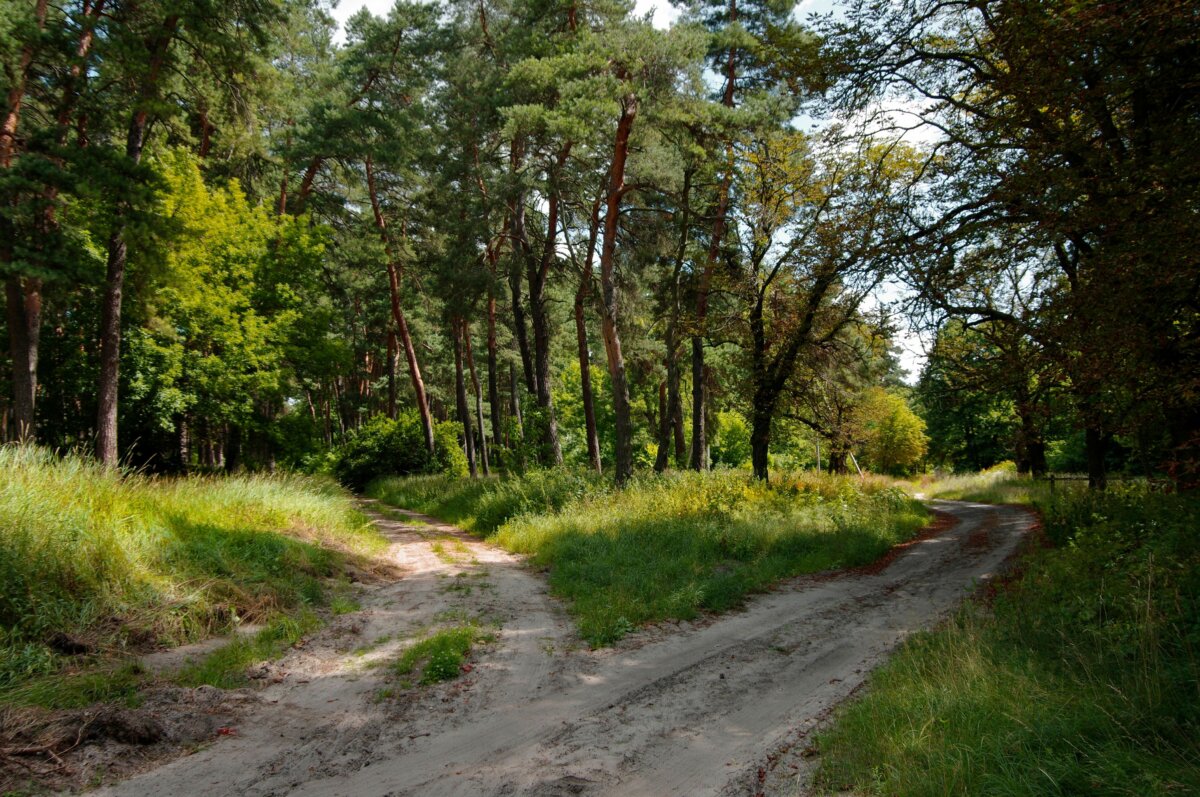 Robert Frost wrote his poem “The Road Not Taken” in an entirely different vein than is usually assumed. (Borodkin Vladymir/Shutterstock)
