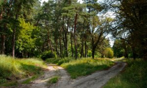 ‘The Road Not Taken’: A Poem Taken Much Too Seriously