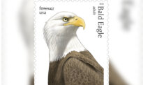 Postal Service Releases Special Edition Bald Eagle Stamps for America’s 250th