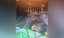 Black Bear Found Wandering Urban Vancouver Is Tranquilized and Released