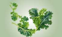 Kale: An Unpalatable but Highly Nutritious Leafy Green–How to Maximize Taste and Benefits