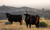 Trump to Allow Farmers, Ranchers to Process Food; Judge Blocks Rule Tightening Mail-In Voting